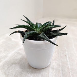 cappl haworthia spider white succulent plant with plastic pot