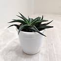 CAPPL Haworthia Spider White Succulent Plant with Plastic Pot