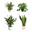CAPPL Indoor Air Purifier Plants - Sansevieria Green, Spider Plant, Peace lily, Money Plant Variegated