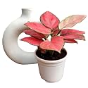 CAPPL Rare Imported Pink Ruby Aglaonema Live