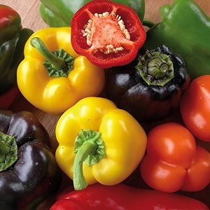 capsicum bell pepper seeds  high yield seeds  easy to grow  suitable for pots amp outdoor gardening pack of 50 pcs