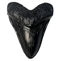 Carcharodon Megalodon Tooth Replica with Serration-Shark Teeth Fossil Collection,5.1 inches (Black)