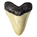 Carcharodon Megalodon Tooth Replica with Serration-Shark Teeth Fossil Collection,5.1 inches (Yellow)
