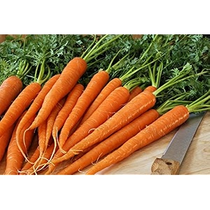 carrot seeds  high germination seeds  fresh non-gmo garden seeds for kitchen garden containers amp terrace gardeningpack of 200 seed