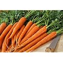 Carrot Seeds – High Germination Seeds | Fresh Non-GMO Garden Seeds for Kitchen Garden, Containers &amp; Terrace Gardening(Pack of 200+ Seed)