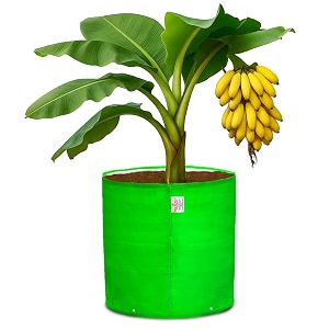 casa de amor premium hdpe grow bag 24x24 inch 1 pack  uv protected 260 gsm round grow bag for terrace gardening ideal for growing large fruits amp flowering plants  green color