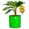 Casa De Amor Premium HDPE Grow Bag 24x24 Inch (1 Pack) – UV Protected 260 GSM Round Grow Bag for Terrace Gardening, Ideal for Growing Large Fruits &amp; Flowering Plants – Green Color