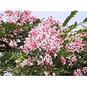 Cassia Javanica Live Plant with Pot 