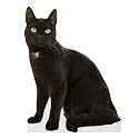 CAT - Black - Life Size Cardboard Cutout Standup People with Support Standee | Animals -