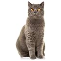 CAT - British Shorthair - Life Size Cardboard Cutout Standup People with Support Standee | Animals -