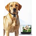 Cat/Dog Camera Collar, 1080P Video Recording Cameras for Pets,M-Size,No App,No Wi-Fi, Medium-Size Dog Collar Camera, Pet POV Cam(No Micro-SD Card Included)