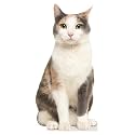 CAT - Grey Orange - Life Size Cardboard Cutout Standup People with Support Standee | Animals -