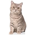 CAT - Scottish Straight - Life Size Cardboard Cutout Standup People with Support Standee | Animals -