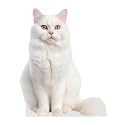CAT - Snow Lynx - Life Size Cardboard Cutout Standup People with Support Standee | Animals -
