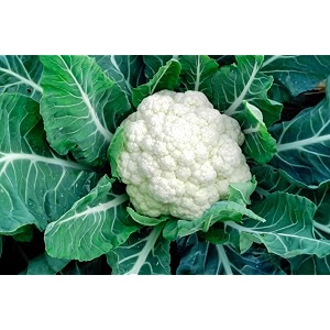 cauliflower seeds for planting terrace garden pots amp grow bags  easy to grow for your home garden ampkitchen pack of 50seed