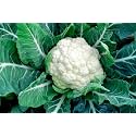Cauliflower Seeds for Planting, Terrace Garden, Pots &amp; Grow Bags | Easy to Grow For your Home Garden &amp;Kitchen (Pack Of 50+Seed)
