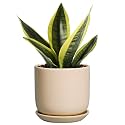 Ceramic Flower Pot 5 Inch - Round Succulent Planter for Indoor Plants with Drainage Hole and Saucer, Patio Room House Office Home Decor, Yellow