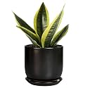 Ceramic Pot for Plants 5 Inch - Modern Round Indoor Planter for Cactus Succulent Plants with Drainage Hole and Saucer, Home Room House Office Decor, Black