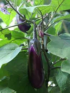 chalisa brinjal brinjal purple long seed