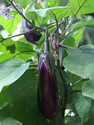 Chalisa BRINJAL, Brinjal Purple Long Seed