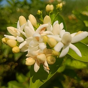 Chameli Jasmine Live Flowering Plant with Pot