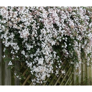 chameli live plant in pot  fragrant jasmine flowering plant  pack of 1
