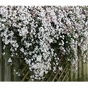 Chameli Live Plant in Pot | Fragrant Jasmine Flowering Plant | Pack of 1
