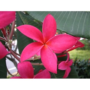 Champa Plumeria Pink Live Plant Frangipani