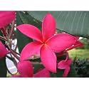 Champa Plumeria Pink Live Plant Frangipani