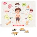 Chanak Wooden Human Body Parts Puzzle with Picture Educational 10 Piece Anatomy Board for Kids Montessori Learning Puzzle for Toddlers &amp; Preschoolers, Nursery and Kindergarten Age Above 2+ Years