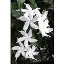 Chandani White Flower Live Plant Chandani