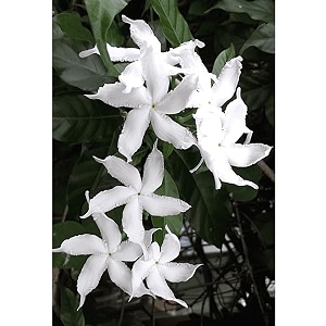 Chandni White Flower Live Plant with Pot