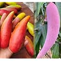 Chili Mango Plant Grafted Lajiao Red Variety