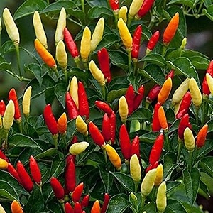 chilli seeds 34hybrid34 for home gardening and planting organic 34chilli seeds34 for kitchen garden high germination pack of 100 seed