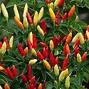 Chilli Seeds "Hybrid" For Home Gardening and Planting Organic "Chilli Seeds" for Kitchen Garden, High Germination (Pack Of 100+ Seed)