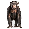 Chimpanzee - Life Size Cardboard Cutout Standup People with Support Standee | Animals -