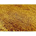Hand Woven Shaggy Carpet with 2 Inch Pile Height for Living Room, Bedroom Carpet Micro and Polyster Size 5x7 Feet, Gold Color (150CMx210CM)