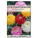 Navika Seeds ; Grow with Us Chrysanthemum Flower Seeds For Home Gardening. Perfect For Terrace Gardening Winter And Summer Blooms In India - Includes Free E-Book