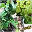 Chui Jhal Piper Chaba Plant Fresh