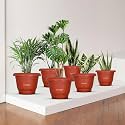 CINAGRO 5.5-Inch Round Bottom Trays, Pack of 6, Fits 6 inch Round Pots