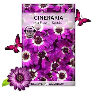 navika seeds  grow with us cineraria flower seeds for home gardeningamp terrace gardening winter amp summer blooms in india-includes free e-book for kitchenbackyardgardening amp plantinghigh germination