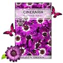 Navika Seeds ; Grow with Us Cineraria Flower Seeds for Home Gardening&amp; Terrace Gardening Winter &amp; Summer Blooms in India-Includes Free E-Book for Kitchen,Backyard,Gardening &amp; Planting.High Germination
