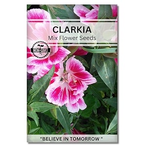 navika seeds  grow with us clarkia flower seeds for home gardening perfect for home amp terrace gardening winter and summer blooms in india - includes free e-book