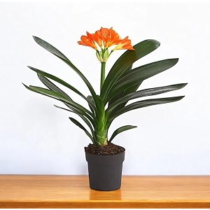 Clivia Miniata Live Flowering Plant Orange