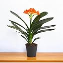 Clivia Miniata Live Flowering Plant Orange