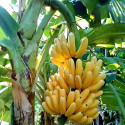 Cloud Farm Banana Plant sapling