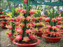 Cloud Farm Dragon Tree  sapling