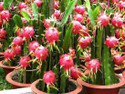 Cloud Farm Dragon Tree sapling