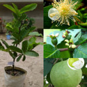 Cloud Farm Guava Plant  sapling