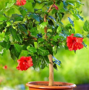 Cloud Farm Hibiscus Plant sapling